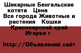 Шикарные Бенгальские котята › Цена ­ 25 000 - Все города Животные и растения » Кошки   . Красноярский край,Игарка г.